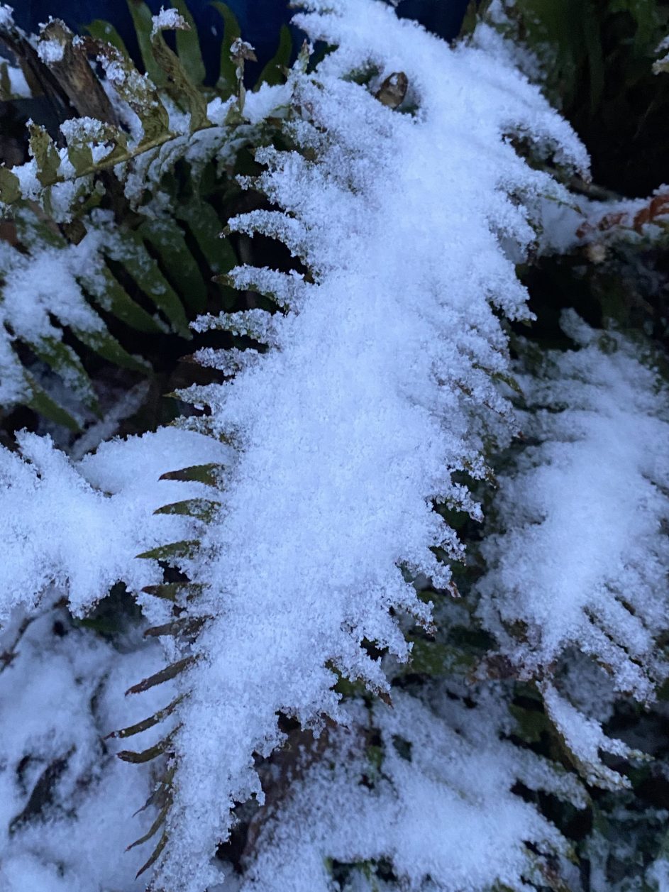 Snow coats tree leaves in Tigard, OR