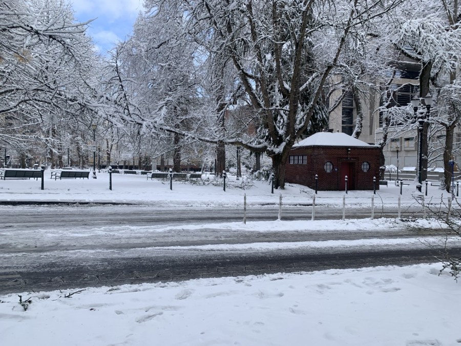 Fallen tree limbs in Chapman Square