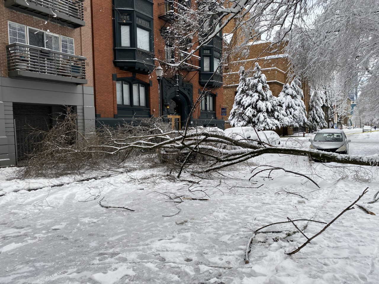 Fallen tree blocks roadway at Southwest Park and Columbia in Portland on Thursday, Feb. 23, 2023