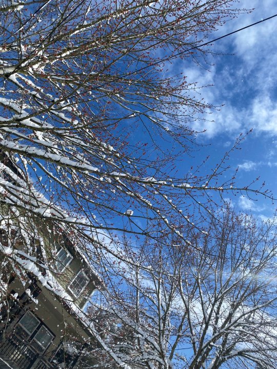 Tree limbs covered in snow in South Portland on Thursday, Feb. 23, 2023