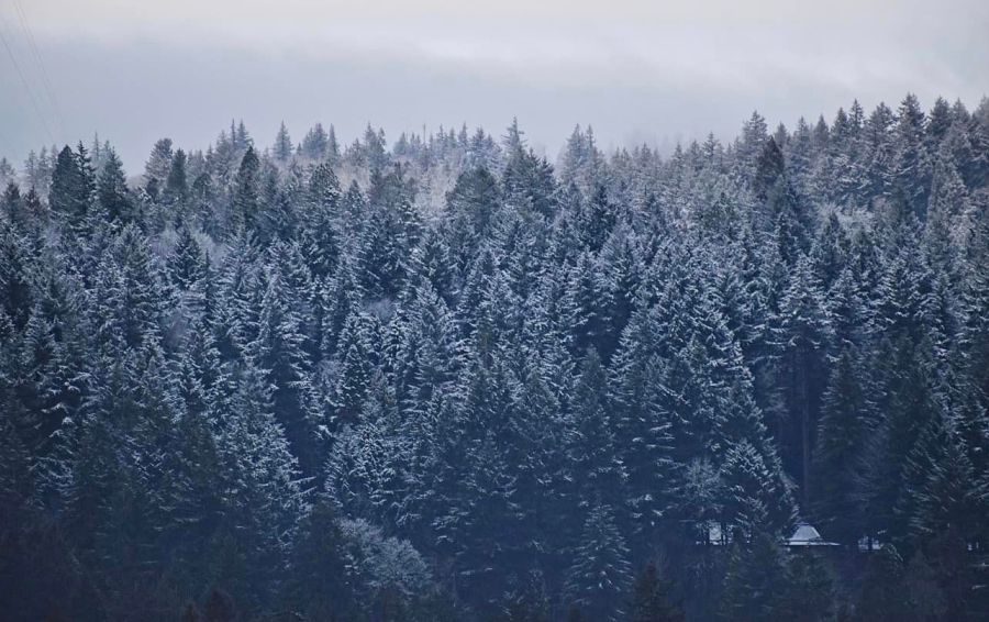 Portland's West Hills from 2023 Valentine's Day snow by KOIN 6 Meteorologist Josh Cozart