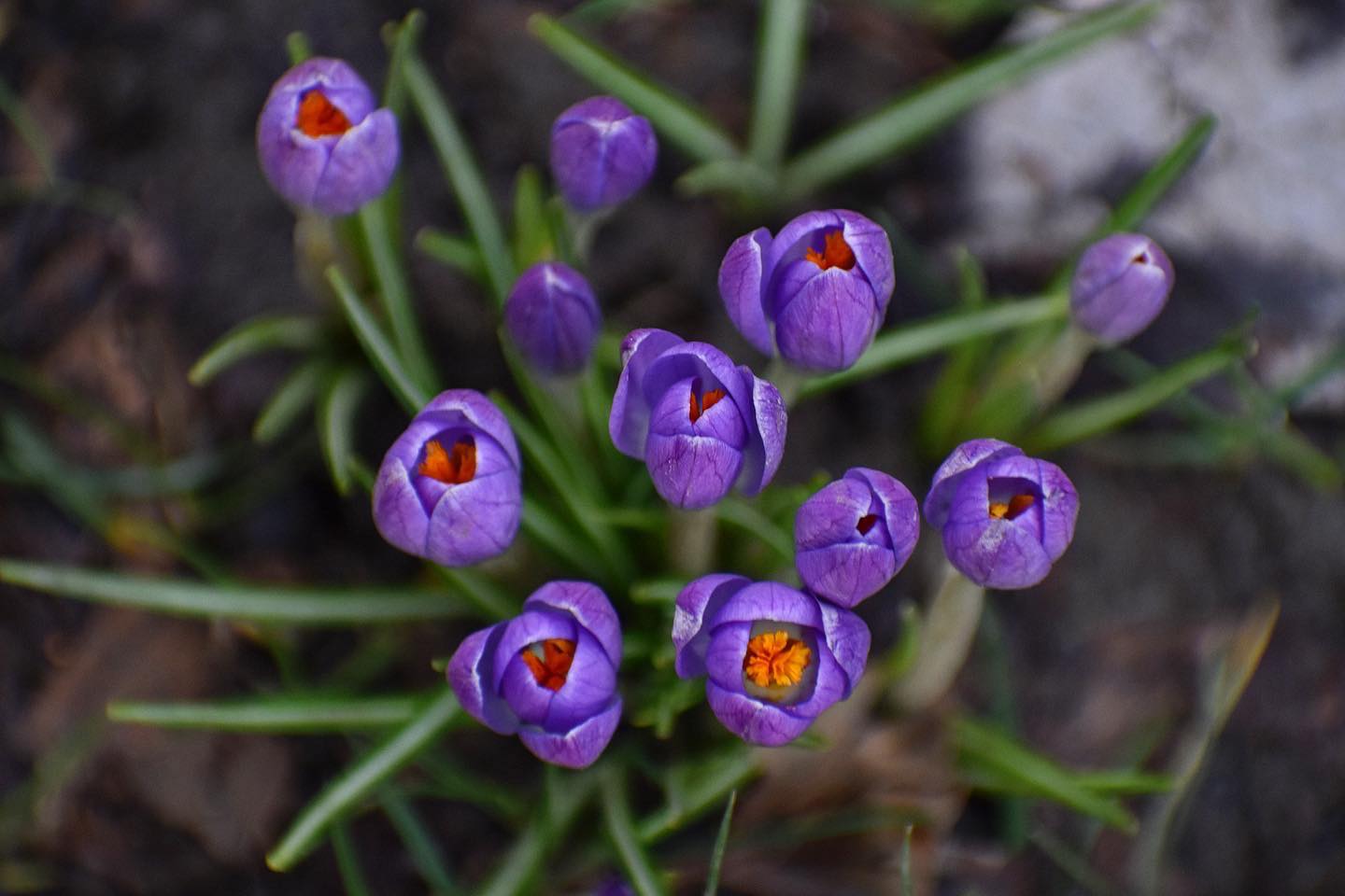 Crocus flowers seen in Chapman Square on March 5, 2023 by KOIN 6 Meteorologist Josh Cozart