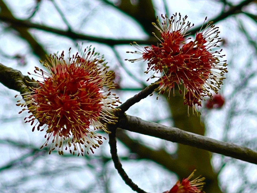 Maple trees starting to bloom on the first day of spring in Portland as seen by KOIN 6 Meteorologist Josh Cozart