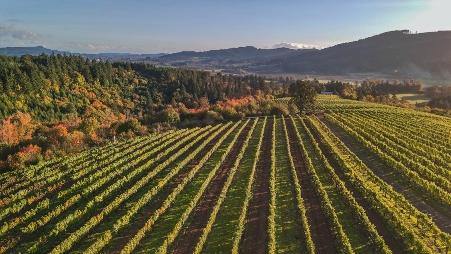 Vineyard rows of a beautiful winery in Oregon during sunset. Oregon is one of the top producers of pinot noir.