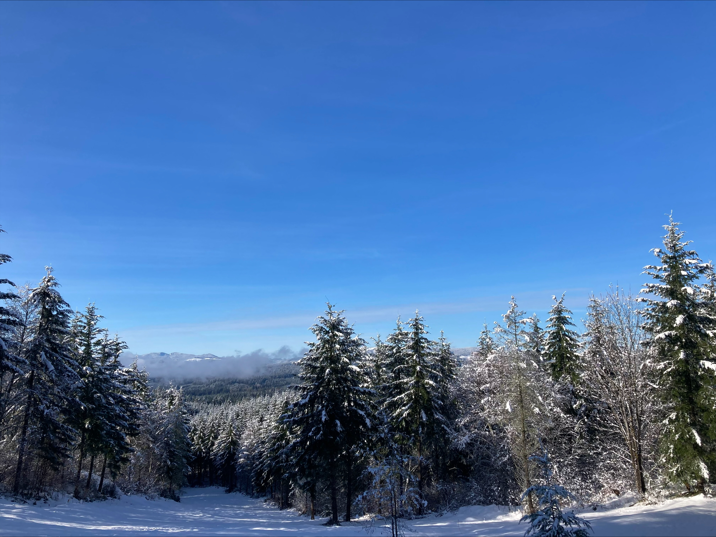 Snow-covered trees at L.L. Stub Stewart State Park near Buxton, OR on March 1, 2023. Photo courtesy Aaron Raines