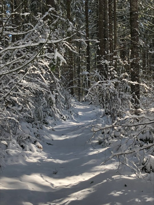 Parts of L.L. Stub Stewart State Park had up to a foot and a half of snow on March 1, 2023. Photo courtesy Aaron Raines