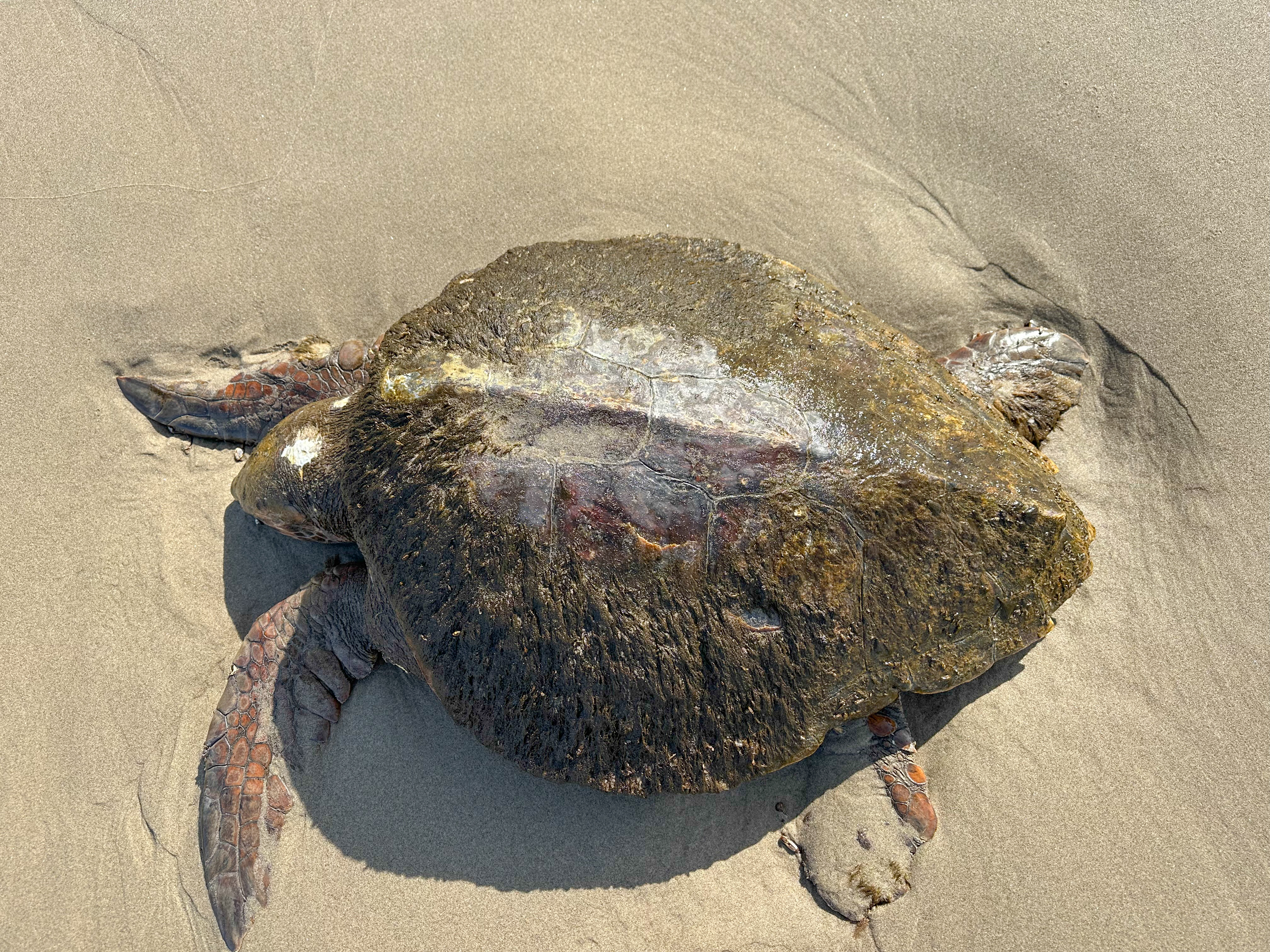 A dead loggerhead sea turtle was found washed ashore near Manzanita, Oregon on March 18, 2023. Photo courtesy TiffanyBoothe/SeasideAquarium