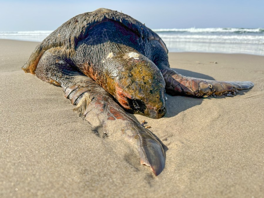 A dead loggerhead sea turtle was found washed ashore near Manzanita, Oregon on March 18, 2023. Photo courtesy TiffanyBoothe/SeasideAquarium