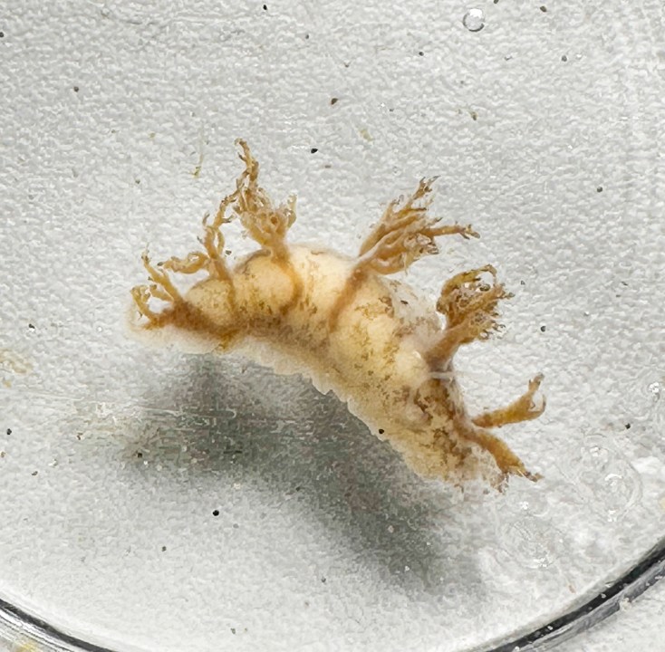 Live gooseneck barnacles, skeleton shrimp, and nudibranchs were found inside the shell of a dead turtle that washed ashore on the Oregon coast on March 18, 2023. This photo shows a nudibranch. Photo courtesy Tiffany Boothe/Seaside Aquarium