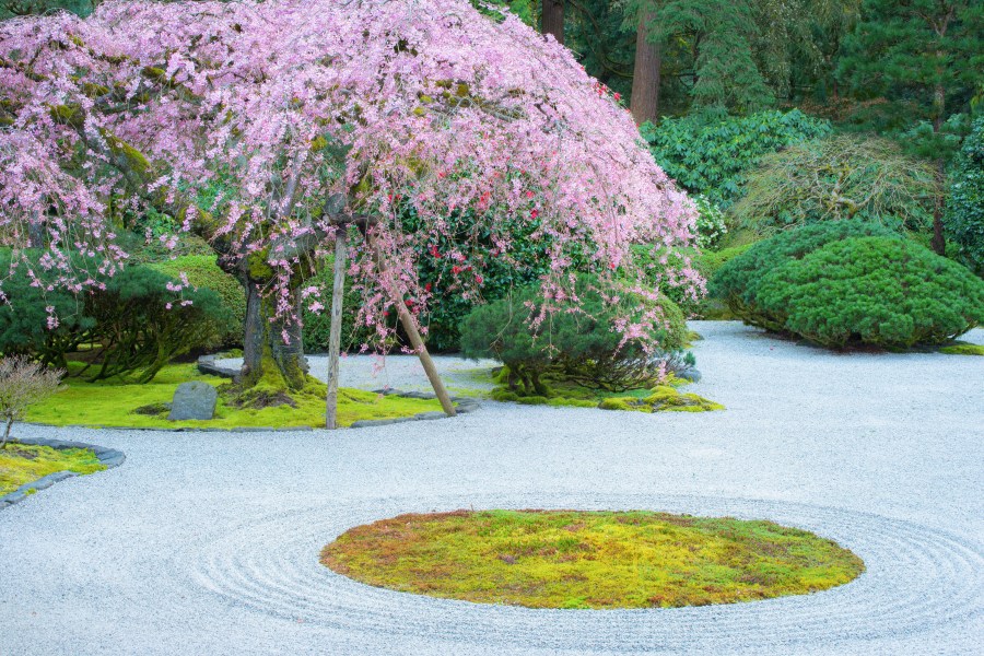 View of Flat Garden raked gravel and weeping cherry. Photo by Thomas Armeli, courtesy Portland Japanese Garden