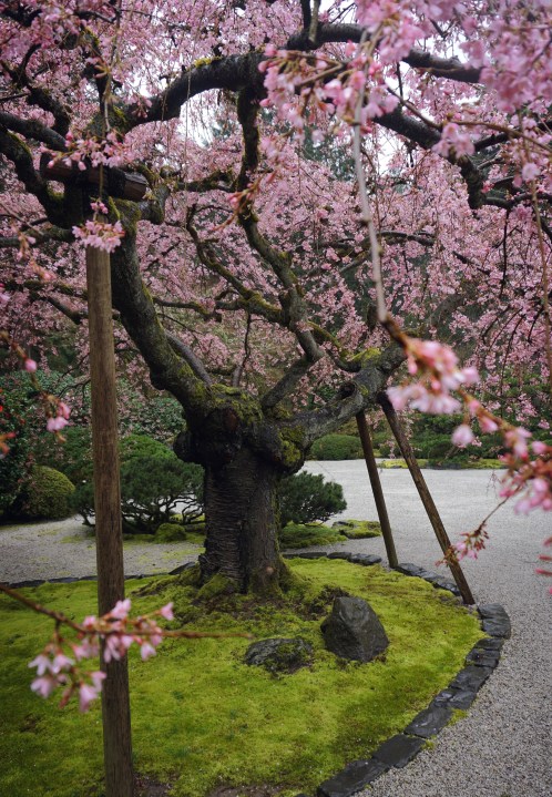 Weeping cherry tree in flat garden. Photo by Tyler Quinn, courtesy Oregon Japanese Garden