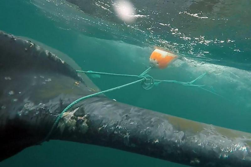 Whale entangled in fishing gear