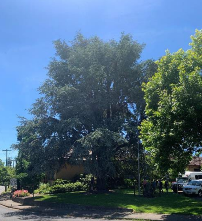 A sprawling atlas cedar located on the grounds of Multnomah Arts Center. 