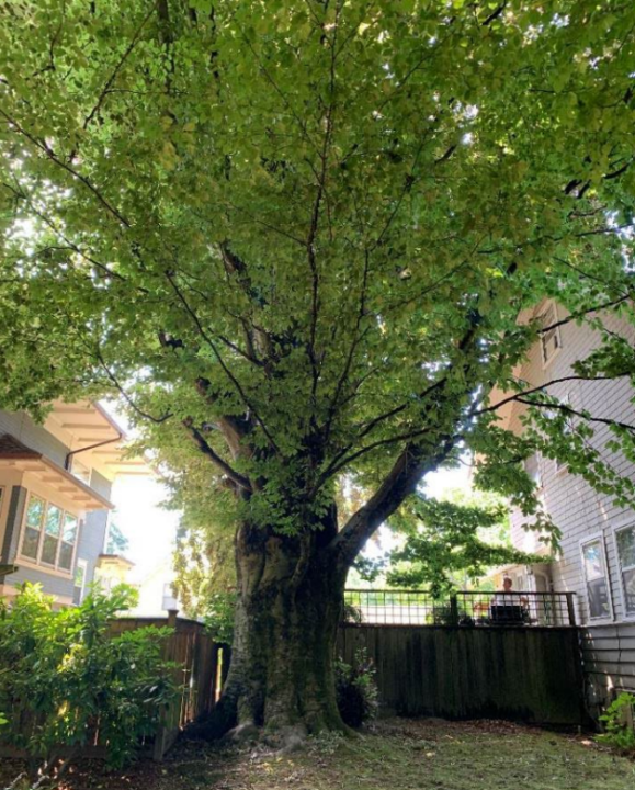 The copper beech on Southeast Hemlock.