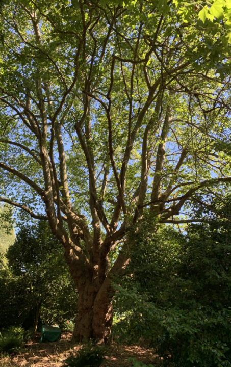 The London planetree on Northeast Simpson Street.