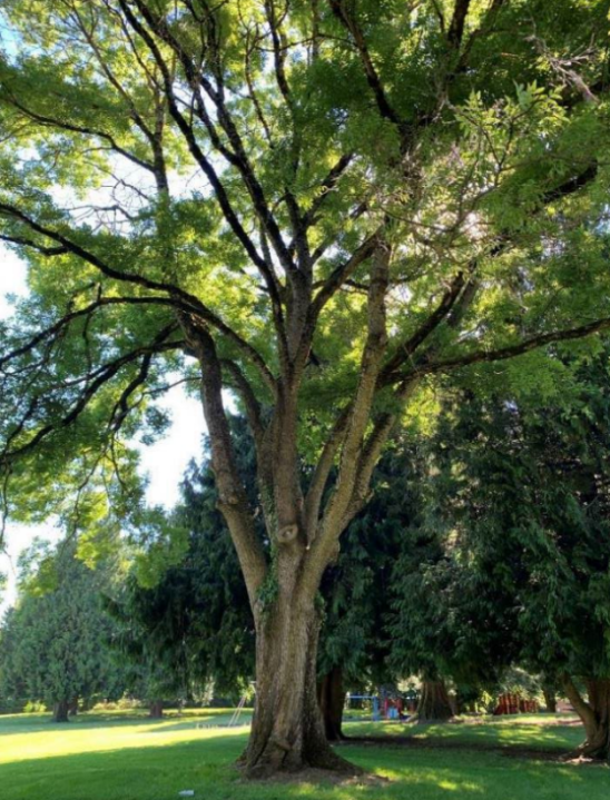 A picturesque Japanese pagoda tree in Argay Park in among the trees nominated to make the heritage list in 2023.