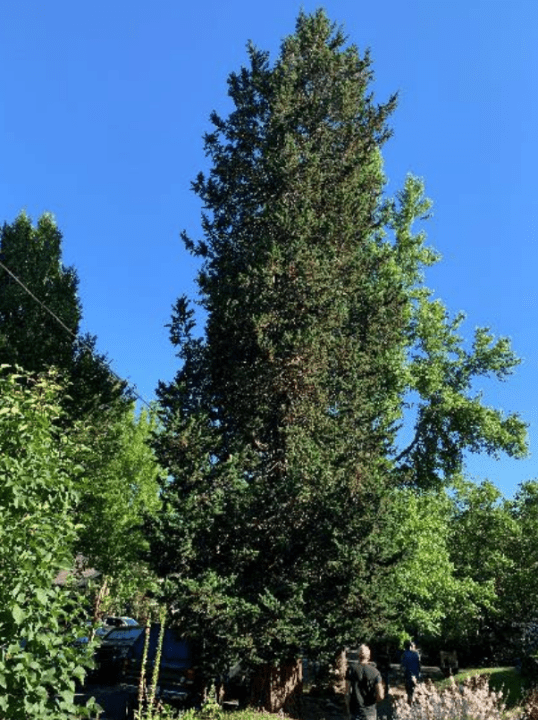 The proposed Port Orford cedar located in Northeast Portland. 