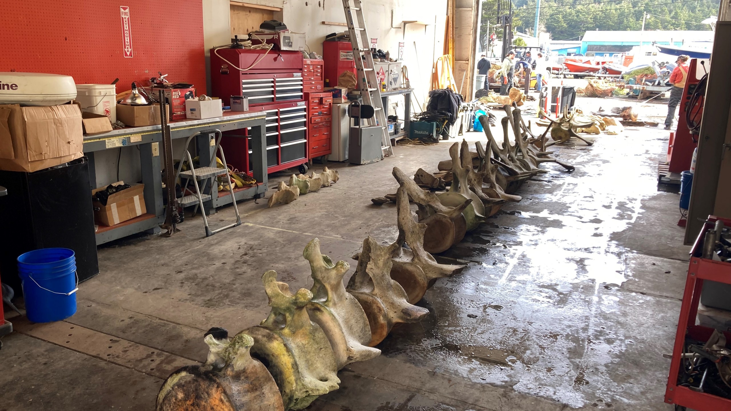 A portion of the spine of a blue whale skeleton. Photo by Michelle Klampe, Oregon State University.