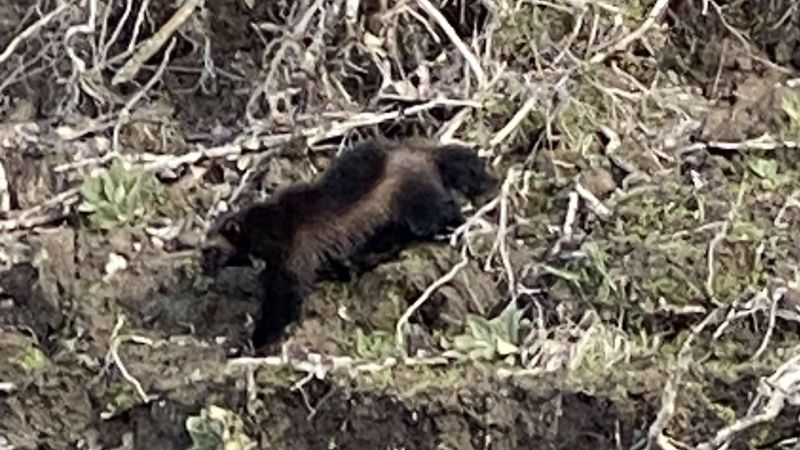 Rare wolverine spotted along the Columbia River in Portland on Monday, March 20, 2023