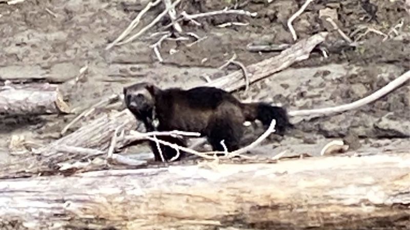 Rare wolverine spotted along the Columbia River in Portland on Monday, March 20, 2023