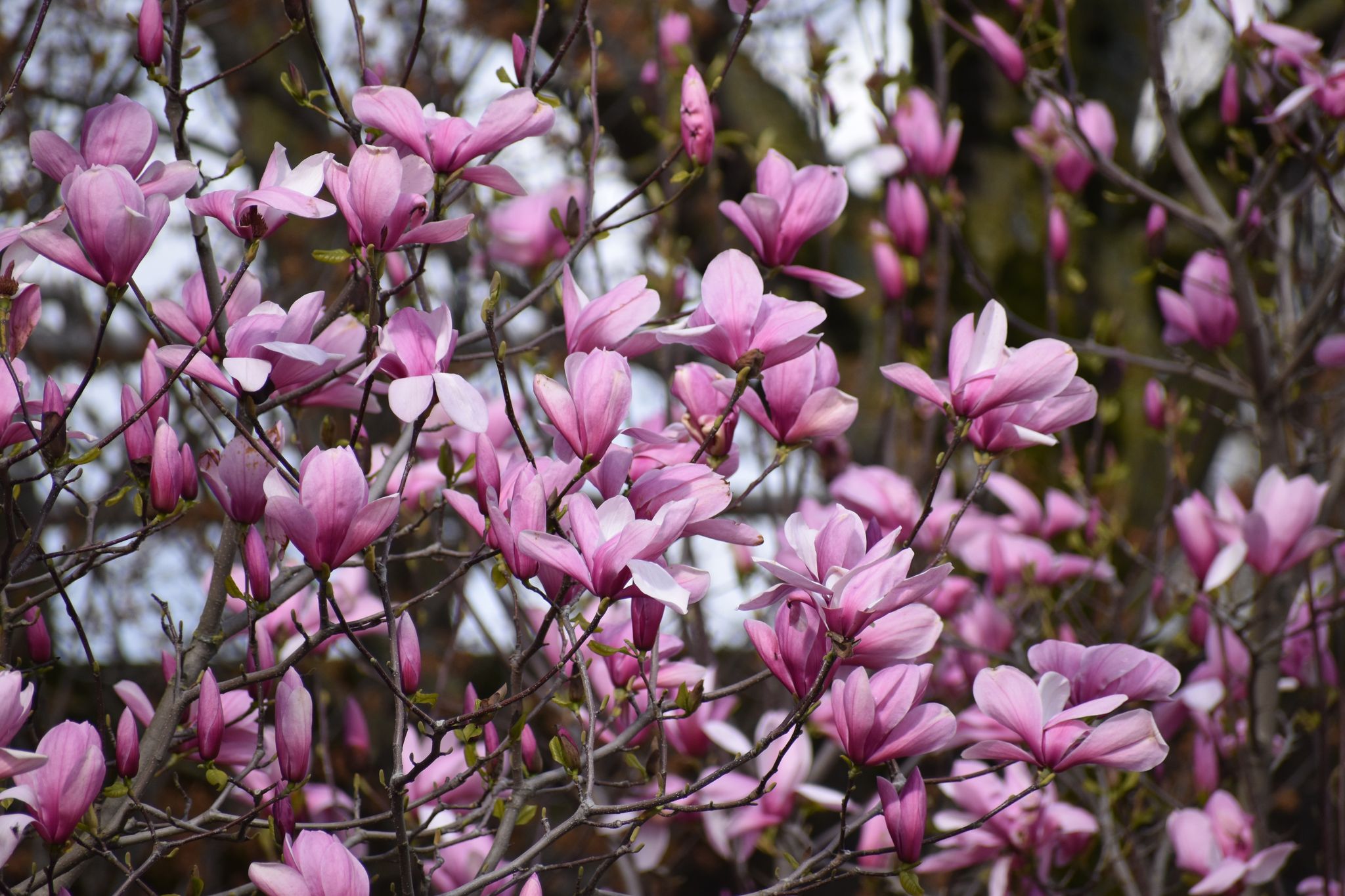 Flowers blooming in downtown Portland April 12, 2023 as seen by KOIN 6 Meteorologist Josh Cozart