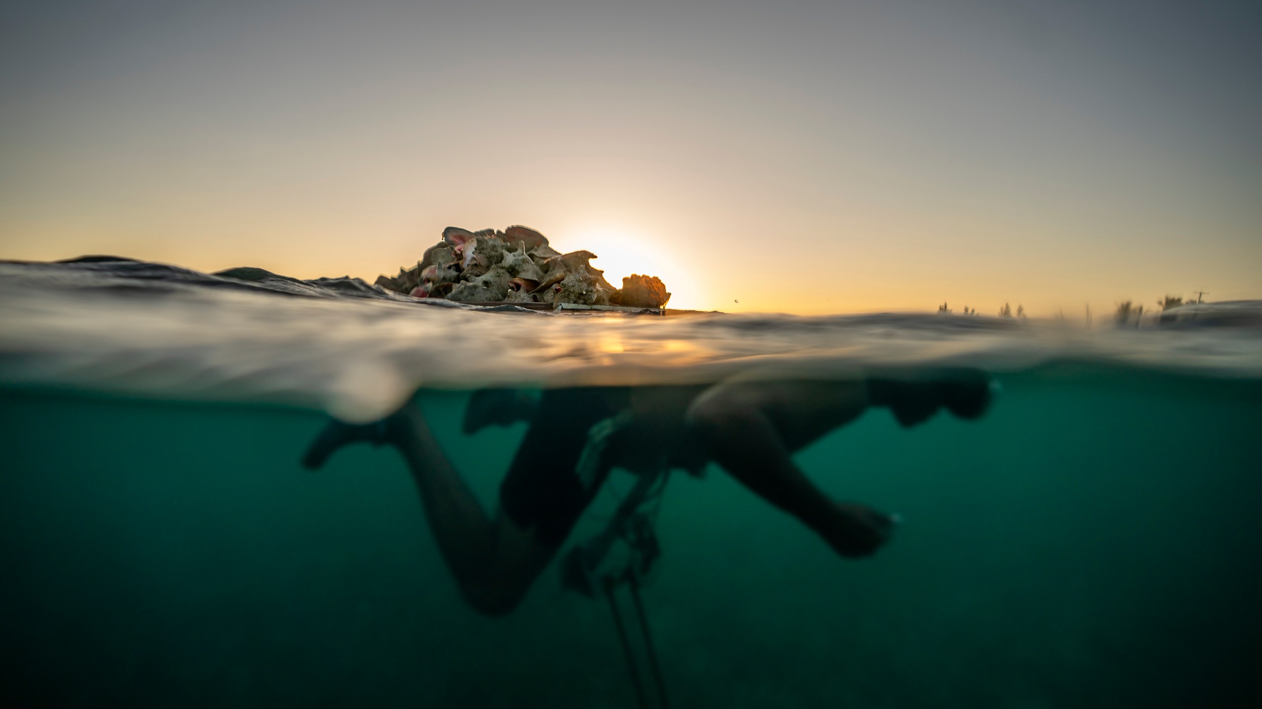 Edmond Coverley swims to shore while pulling a raft loaded with conch shells from his crawl, or underwater pen, to sell at a fish market, Tuesday, Dec. 6, 2022, in West End, Grand Bahama Island, Bahamas. Scientists, international organizations and government officials have sounded the alarm that the conch population is fading due to overfishing, and a food central to Bahamians' diet and identity could cease to be commercially viable in as little as six years. The potential demise of conch reflects the threat overfishing poses around the world to traditional foods. (AP Photo/David Goldman)