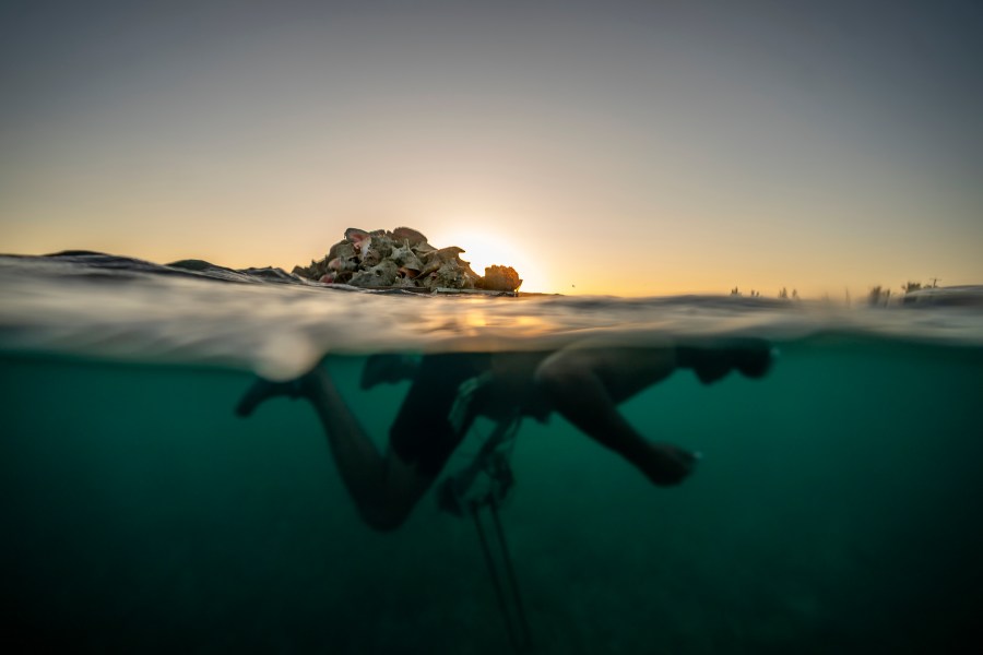 Edmond Coverley swims to shore while pulling a raft loaded with conch shells from his crawl, or underwater pen, to sell at a fish market, Tuesday, Dec. 6, 2022, in West End, Grand Bahama Island, Bahamas. Scientists, international organizations and government officials have sounded the alarm that the conch population is fading due to overfishing, and a food central to Bahamians' diet and identity could cease to be commercially viable in as little as six years. The potential demise of conch reflects the threat overfishing poses around the world to traditional foods. (AP Photo/David Goldman)