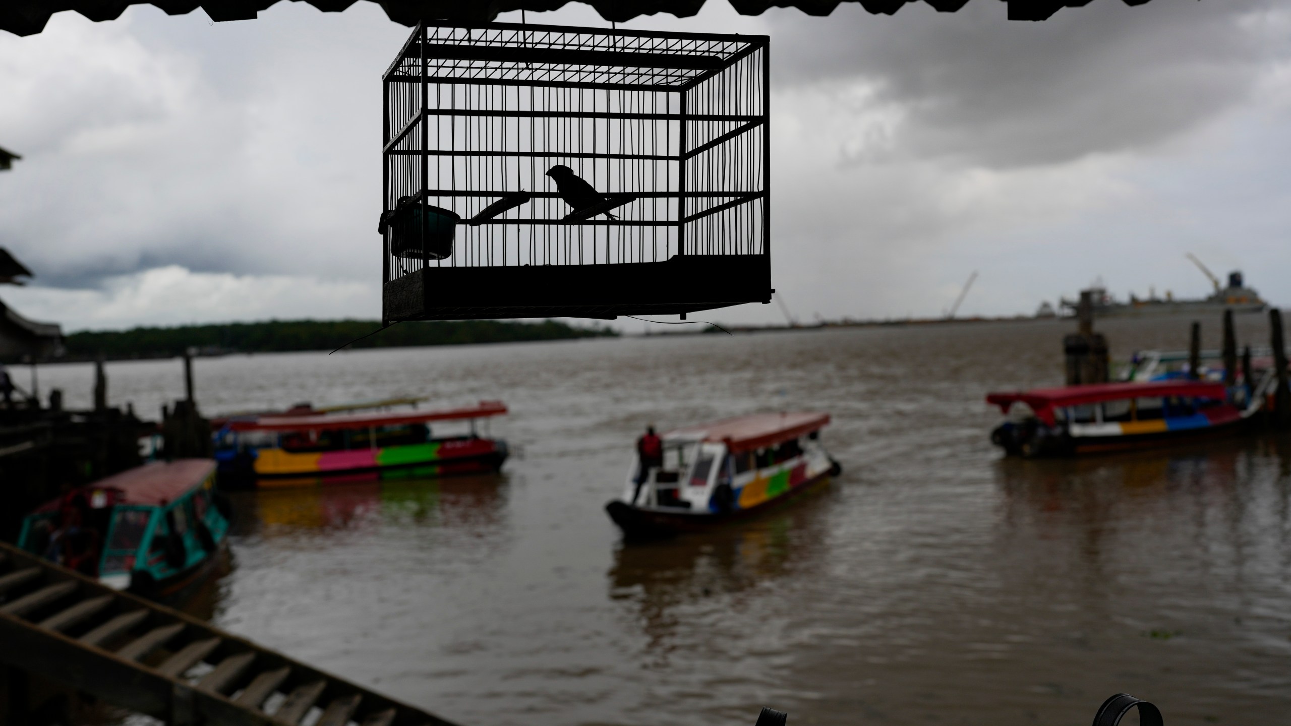 A songbird for sale hangs in his cage at the Stabroek Market in Georgetown, Guyana, Saturday, April 22, 2023. Songbirds are popular among Guyanese, who keep them as pets or to participate in singing competitions that are a centuries-old tradition. (AP Photo/Matias Delacroix)