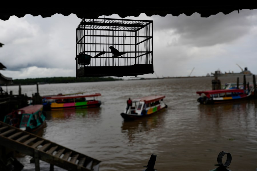 A songbird for sale hangs in his cage at the Stabroek Market in Georgetown, Guyana, Saturday, April 22, 2023. Songbirds are popular among Guyanese, who keep them as pets or to participate in singing competitions that are a centuries-old tradition. (AP Photo/Matias Delacroix)