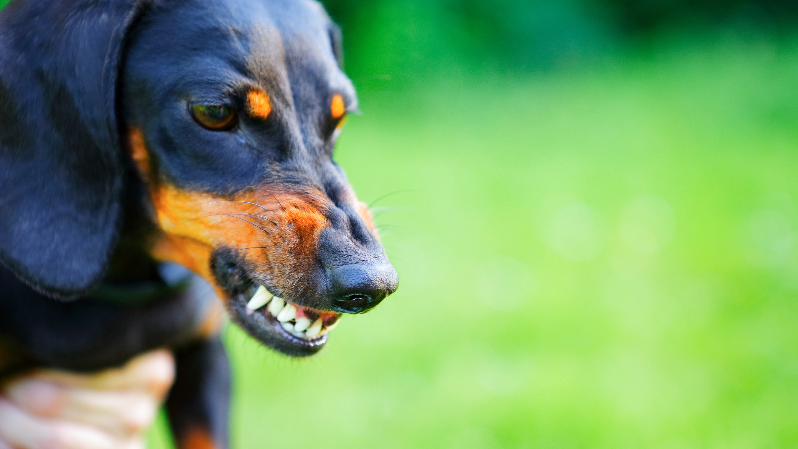 Aggressive dog bares its teeth. Getty Image