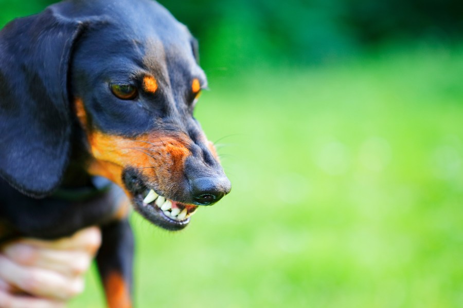 Aggressive dog bares its teeth. Getty Image