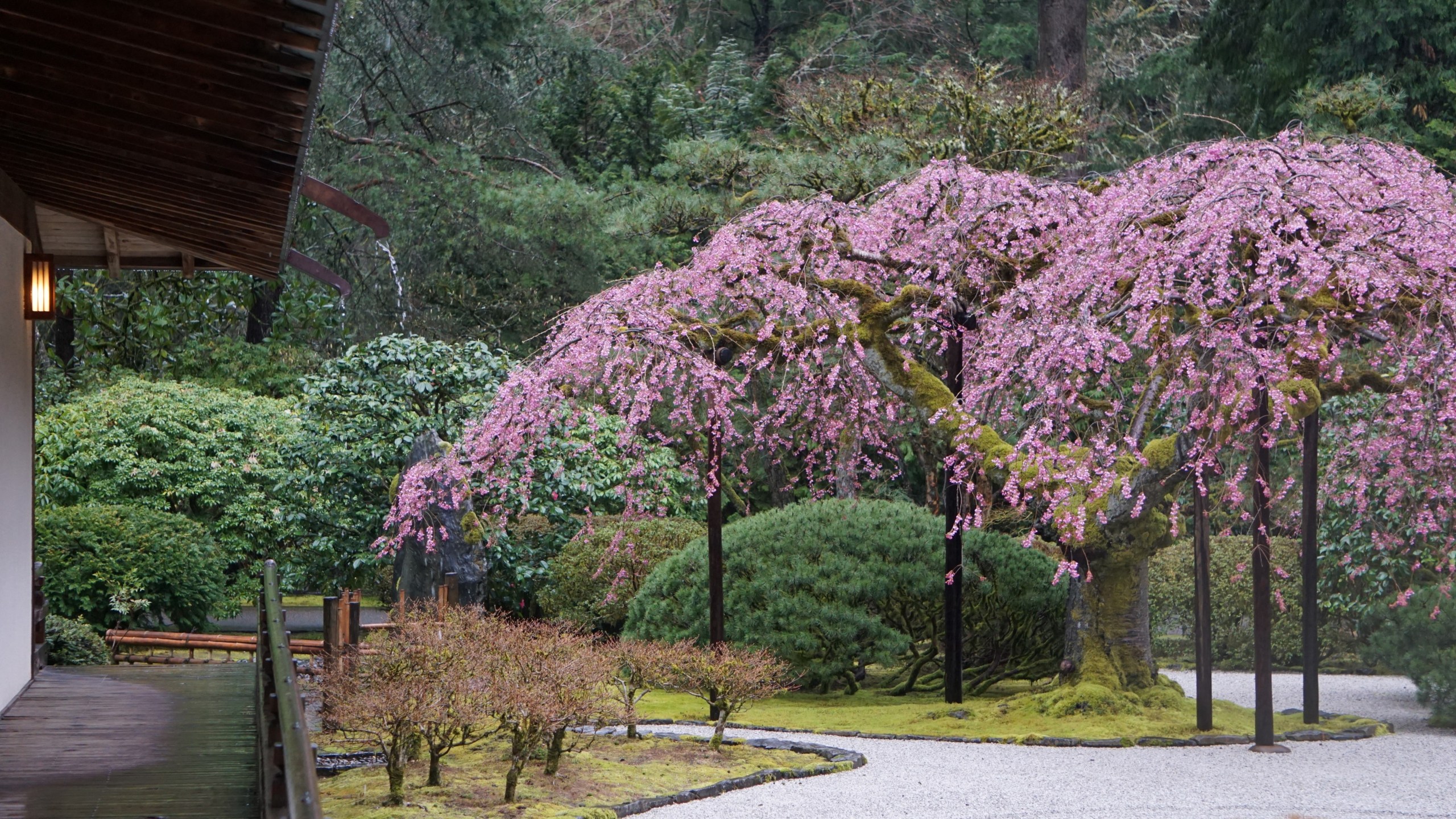 This photo shows the weeping cherry trees in bloom at the Portland Japanese Garden on April 10, 2023. Courtesy Portland Japanese Garden