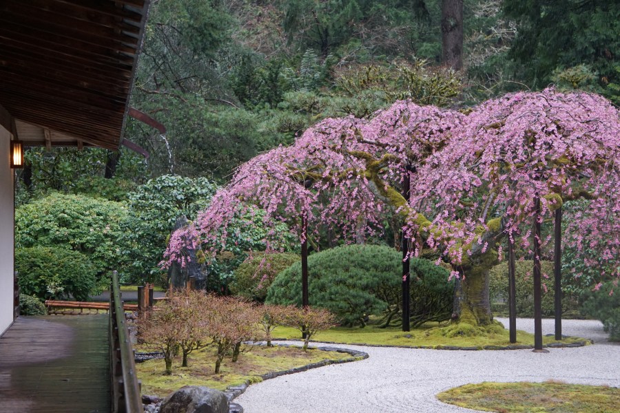 This photo shows the weeping cherry trees in bloom at the Portland Japanese Garden on April 10, 2023. Courtesy Portland Japanese Garden