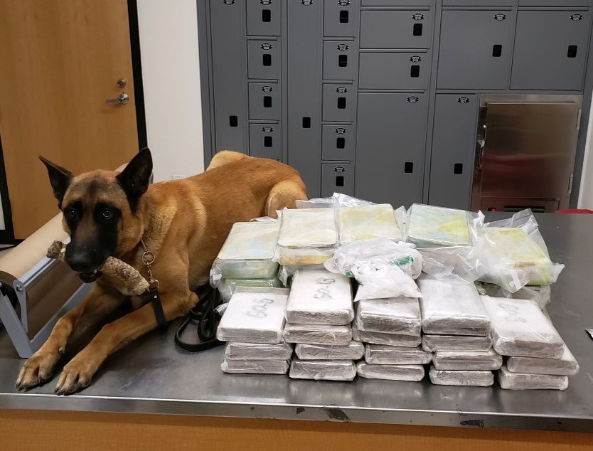 Oregon State Police K-9 Titan lies next to piles of drugs found during a traffic stop near Salem on April 24, 2023. Photo courtesy Oregon State Police