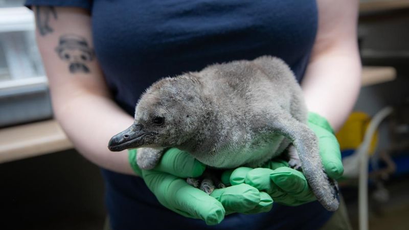 Oregon Zoo shares newly hatched Humboldt penguin, first since 2020