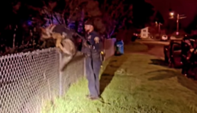 A PPB K9 jumps a fence while tracking carjacking suspects in Southeast Portland, April 9, 2023 (PPB)