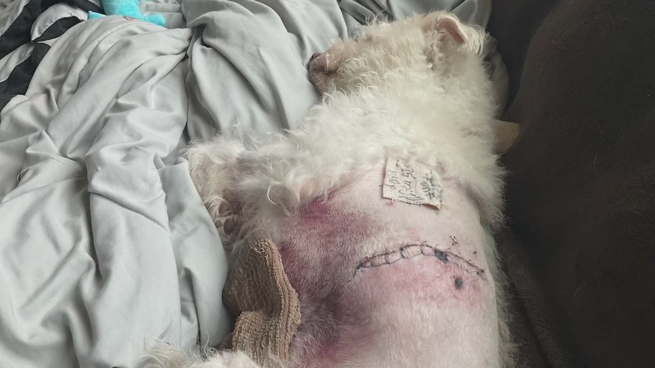 Dog that bit Portland, OR chef suspected in second attack