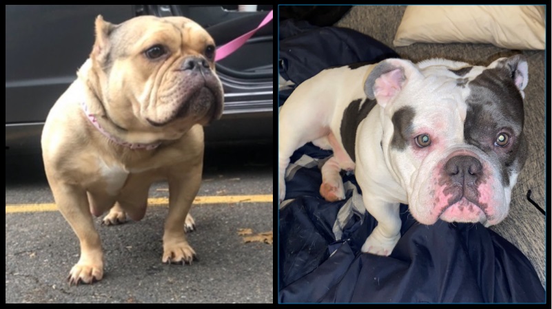 These 2 American Bulldogs, each worth more than $4000, were stolen, April 30, 2023 (Gresham PD)