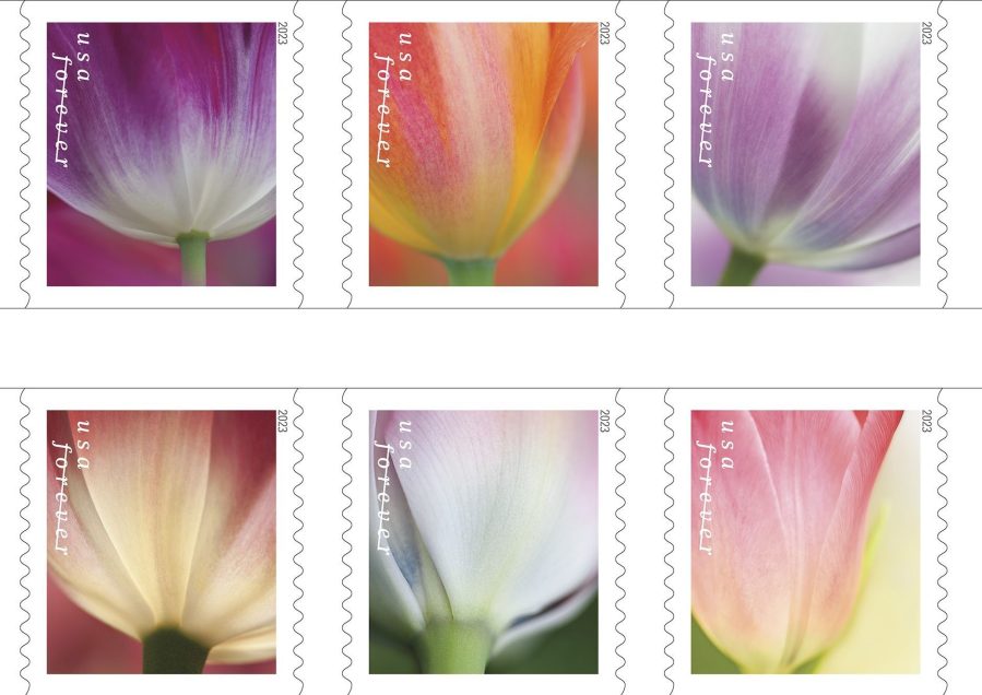 The U.S. Postal Service unveiled new tulip stamps at the Wooden Shoe Tulip Farm in Woodburn, Ore. on Wednesday, April 5, 2023. The tulip photos were taken by photographer Denise Ippolito. Photo courtesy U.S. Postal Service