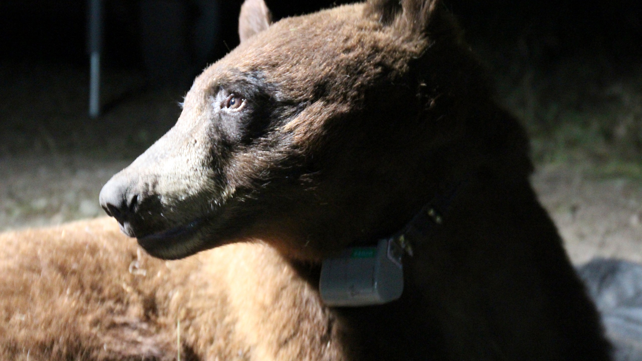 This photo provided by the National Park Service shows a black bear caught in a natural area of the western Santa Monica Mountains on April 23, 2023, south of the 101 Freeway in the Los Angeles area. For the first time, researchers have captured and radio-collared a bear in the Santa Monica Mountains near Los Angeles where mountain lions have been studied for decades. The National Park Service says Wednesday, May 3, 2023, that the 210-pound black bear dubbed BB-12 was caught in a natural area on the western end of the range. (National Park Service via AP, File)