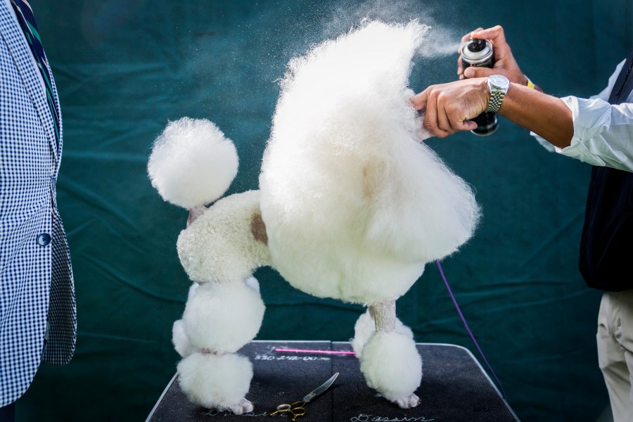 A miniature poodle is groomed before competing in breed judging during the 147th Westminster Kennel Club Dog show, Monday, May 8, 2023, at the USTA Billie Jean King National Tennis Center in New York. (AP Photo/John Minchillo)