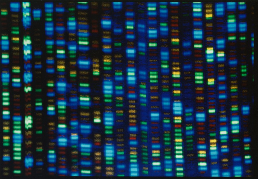 FILE - This undated image made available by the National Human Genome Research Institute shows the output from a DNA sequencer. The much-heralded Human Genome Project was a huge milestone for science, but most of that genetic blueprint came from one man from Buffalo, N.Y. On Wednesday, May 10, 2023, scientists announced they have sequenced the genomes of 47 people from around the world, allowing scientists to be able to look at what's normal and what's not across people and learn more about what genes do and what diseases genetic problems may cause. (NHGRI via AP, File)