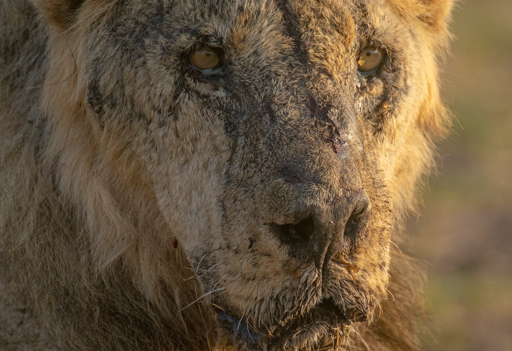 This photo provided by Lion Guardians shows the male lion named "Loonkiito" in Amboseli National Park, in southern Kenya on Feb. 20, 2023. One of Kenya's oldest wild lions, Loonkiito, 19, was killed by herders and the government has expressed concern as six more lions were speared at another village on Saturday, May 13, 2023, bringing to 10 the number killed the previous week alone. (Philip J. Briggs/Lion Guardians via AP)