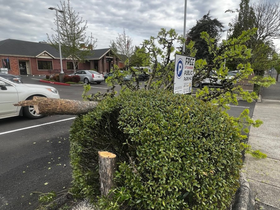 Oregon City investigates vandalism case after tree cut down at city hall