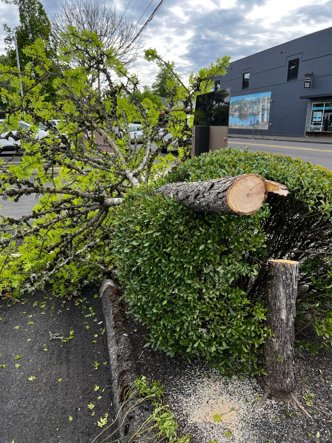 Oregon City investigates vandalism case after tree cut down at city hall