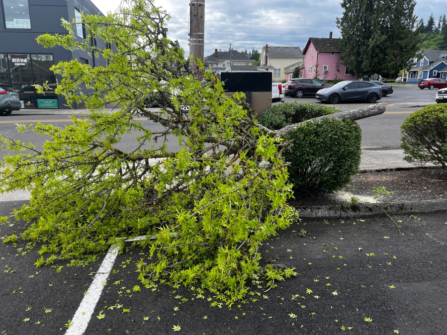 Oregon City investigates vandalism case after tree cut down at city hall