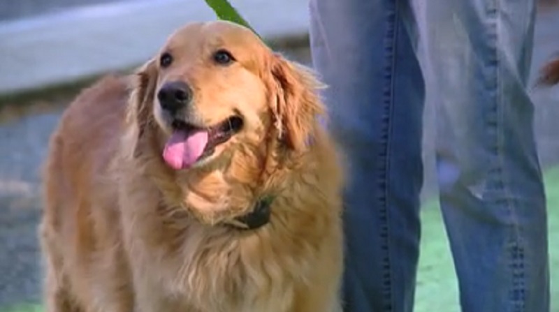 One of the many participants in the 36th annual Doggie Dash for the Oregon Humane Society in Portland, May 13, 2023 (KOIN)